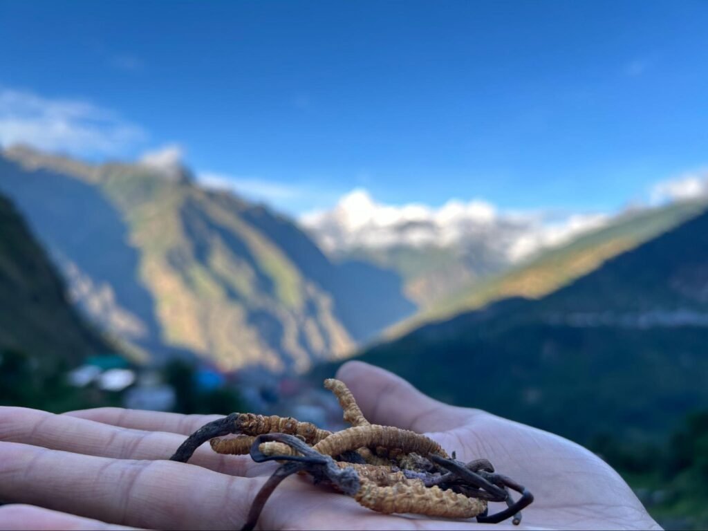 Cordyceps Mushroom