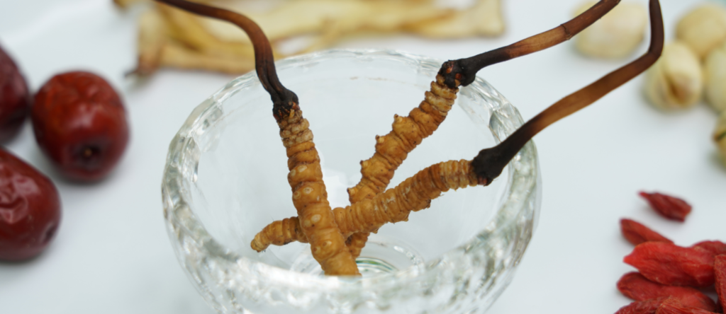Yarsagumba Cordyceps Sinensis